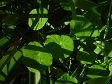 Plants (61).jpg
